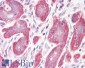 Goat Anti-PDLIM4 / RIL Antibody